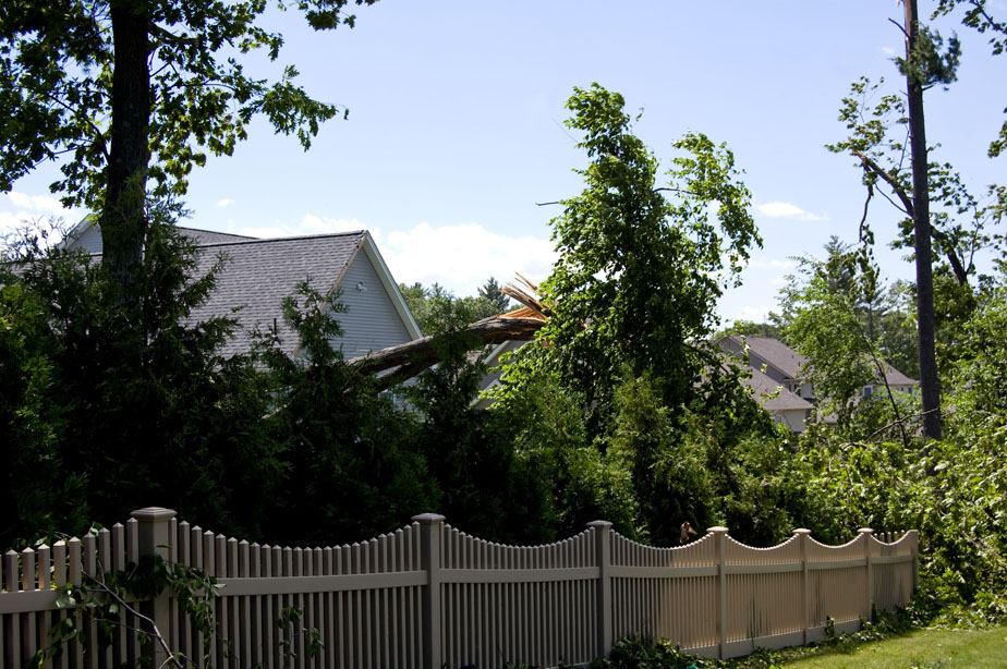 Large tree broken and falling down.